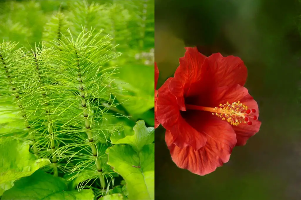 Ch De Cavalinha Hibisco Emagrece Em Quanto Tempo Para Que Serve