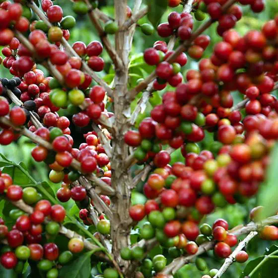 cafe-arabica-planta
