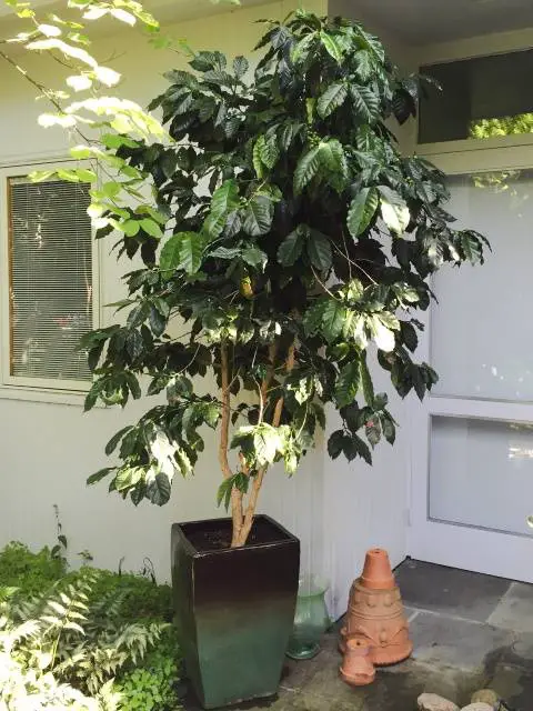plantacao-de-cafe-arbusto-cafeeiro
