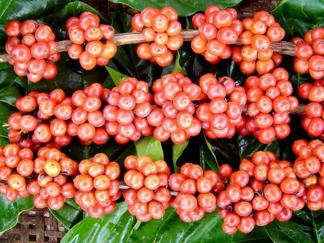 espírito -santo-é- o- maior -produtor -de café- conilon- do- Brasil