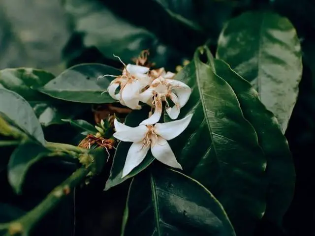 processo-de-producao-do-cafe-flor-florada-cinco-petalas-brancas-aroma-inconfundivel