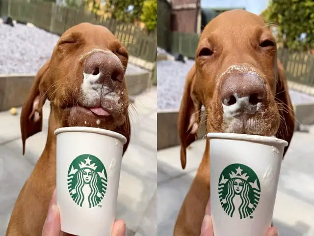 Como- fazer- puppuccino- Starbucks