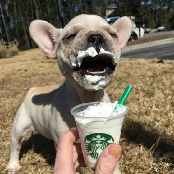 Como -fazer- puppuccino- com -petisco