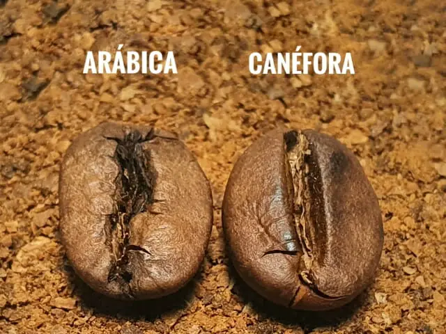 Qual -a- diferença- entre -café- canephora- e- Arábica