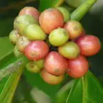 coffea-liberica-coffea-robusta-cafe-arabica-robusta-ethiopiah-coffee-turkish-robusta