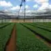 onde-comprar-produção-embrapa-plantio-produção-pdf-quantas-plantas-por-hectare-como-preparar-a-terra-para-fazer-muda