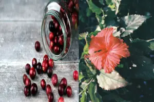 Chá de Hibisco com Cranberry para que serve benefícios efeitos colaterais abortivo